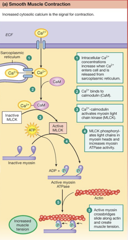 <ul><li><p>Cell is depolarized due to Ca<sup>2+</sup> </p></li><li><p>Ca<sup>2+</sup> triggers Ca<sup>2+</sup> release from Sarcoplasmic Reticulum → Ca<sup>2+</sup> is from the AP coming into the cell</p></li><li><p><u>Ca<sup>2+</sup> </u>binds to Calmodulin; complex activates <strong>MLCK</strong> → kinase adds P to myosin and causes increased affinity to actin</p></li><li><p>cross-bridges are formed</p></li><li><p><strong>Myosin Light Chain Phosphatase</strong> removes P from myosin → decreases affinity to actin and decreases cross-bridges</p></li><li><p><strong>smooth muscle</strong>: any hollow organ or tube: blood vessels, GI tract, uterus, bladder, etc</p></li></ul><p></p>