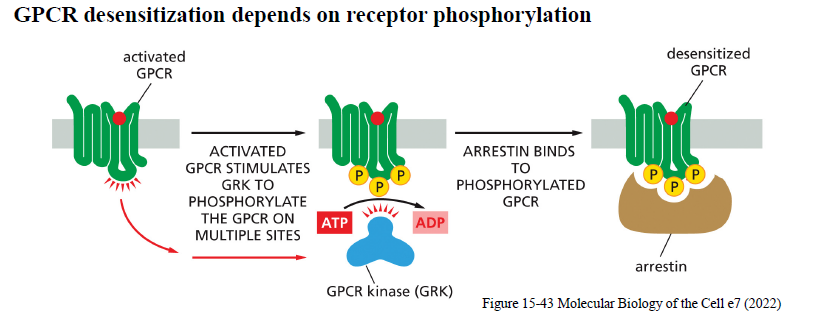 <p>Aktiverede GPCRs fosforyleres af GPCR kinases (GRKs).</p><p>Arrestin binder derefter til den fosforylerede receptor:</p><ul><li><p>forhindrer interaktion med G-proteiner</p></li><li><p>fremmer receptor-endocytose</p></li></ul><p>Dette reducerer signaling.</p>