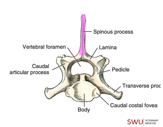 <p>Q: In the vertebral arch, most processes arise from the …… </p><p>A. vertebral body </p><p>B. vertebral arch </p><p>C. articular surface </p><p>D. spinal cord</p>
