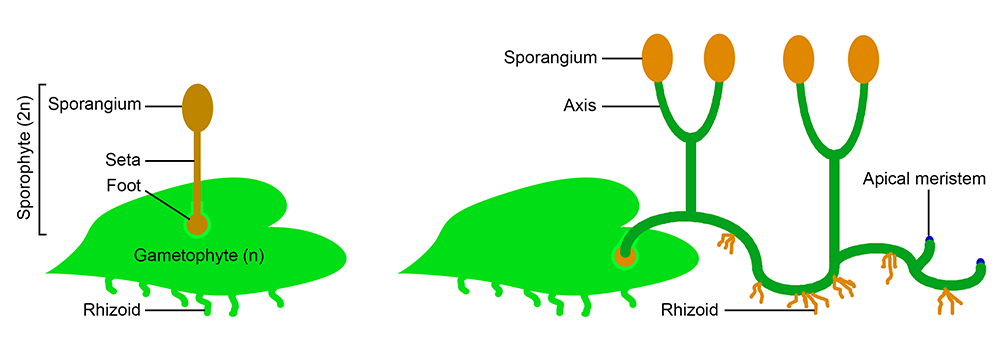 <p><span style="font-family: "Calibri Light";">Branched sporophyte that is independent of the gametophyte (at maturity)</span></p><p></p>