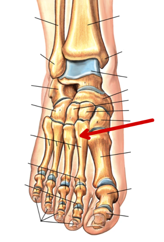 <p>Foot Bones</p>