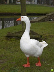 <p>domestic goose</p>