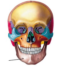 <p>Holes on the chin</p>