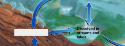 <p>phosphorous cycle: name the step</p>