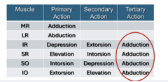 <p>Muscle Actions</p><p>What is the primary action of the MR?</p>