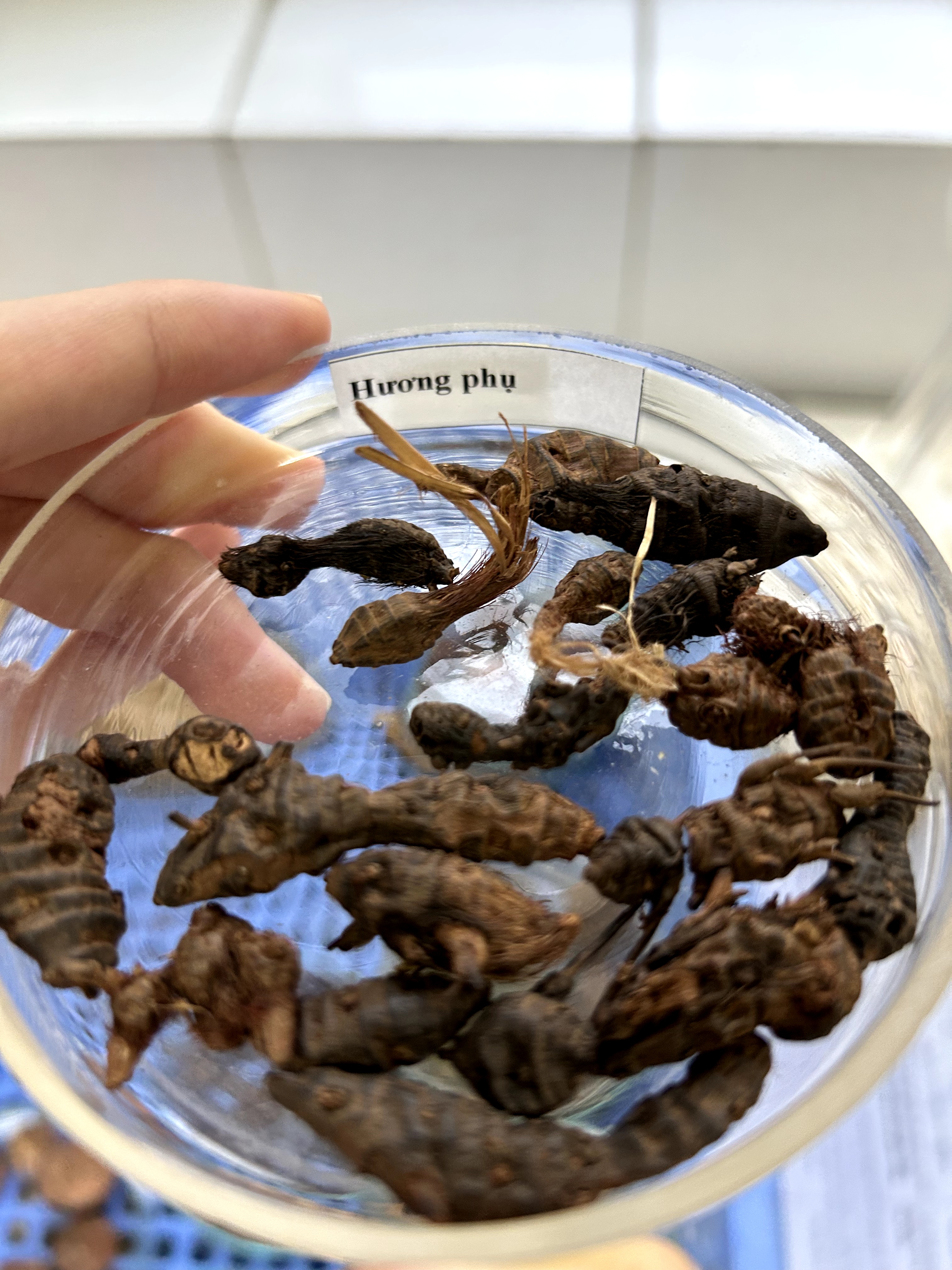 <p>hương phụ</p>