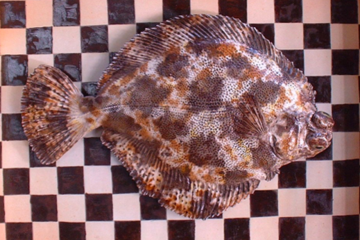 <p>chromatophores</p>