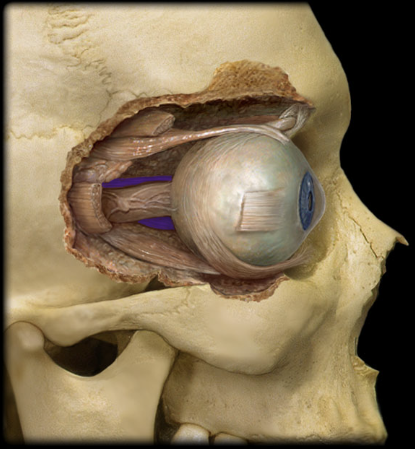 <p>Medial rectus action</p>