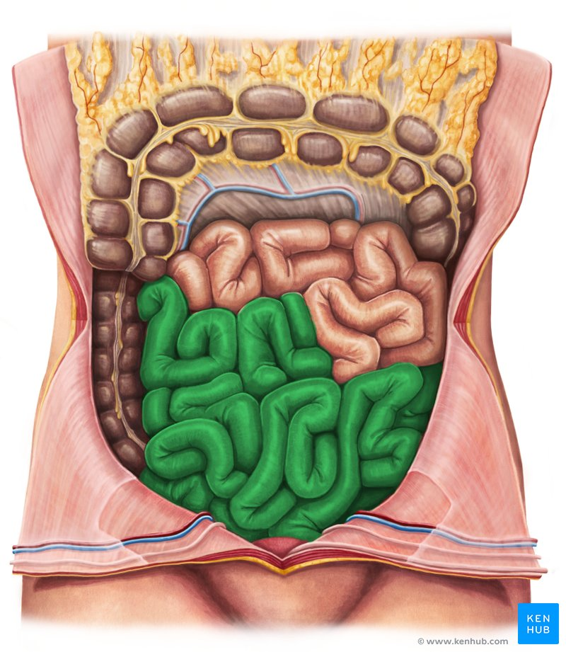 <ul><li><p>final region of small intestine</p></li></ul><p></p>