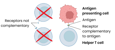 <p>T lymphocytes recognise (antigens on surface of) antigen presenting cells eg. infected cells, phagocytes presenting antigens, transplanted cells, tumour cells etc.</p><p>Specific helper T cells with complementary receptors (on cell surface) bind to antigen on</p><p>antigen-presenting cell → activated and divides by mitosis to form clones which stimulate:</p><p>● Cytotoxic T cells → kill infected cells / tumour cells (by producing perforin)</p><p>● Specific B cells (humoral response - see below)</p><p>● Phagocytes → engulf pathogens by phagocytosis</p>