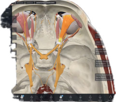 knowt flashcard image