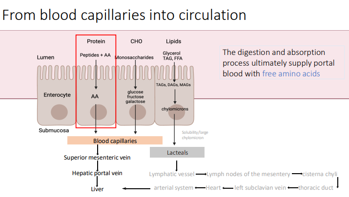 <p>portal blood with free amino acids</p>