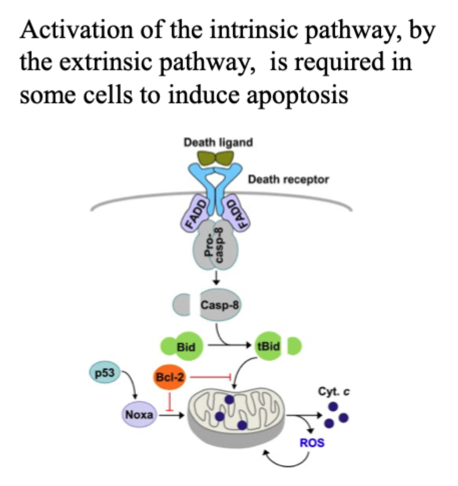 <p>Nej, i nogle celler skal extrinsic pathway <strong>forstærkes via intrinsic pathway</strong>.</p>