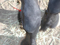 <p>How do you treat tarsal sheath tenosynovitis (thoroughpin)?</p>