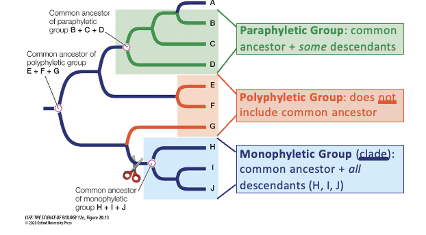 <ul><li><p><span><strong>Polyphyletic Group</strong>: does <u>not</u> include a common ancestor </span></p></li><li><p><span><strong>Paraphyletic Group</strong>: common ancestor + <em>some </em>descendants</span></p></li><li><p><span><strong>Monophyletic Group </strong>(<u>clade</u>): common ancestor + <em>all </em>descendants (H, I, J)</span></p></li></ul><p></p>