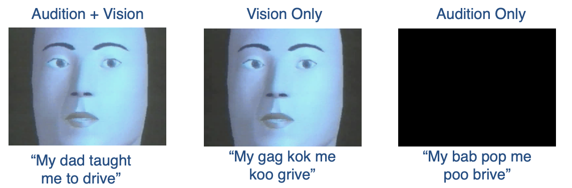 <ul><li><p>Sometimes vision dominates, sometimes combination of vision + audition</p></li><li><p><strong>McGurk Effect: </strong>Often combine auditory and visual information into new interpretation /gag/ + /bab/ = /dad/</p></li></ul><p></p><ul><li><p>Visual cues can support auditory perception</p></li></ul><p></p>