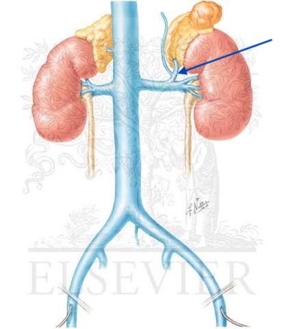 <p>Identify the structure indicated by the arrow</p>