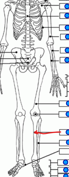 <p>medial lower leg bone </p>
