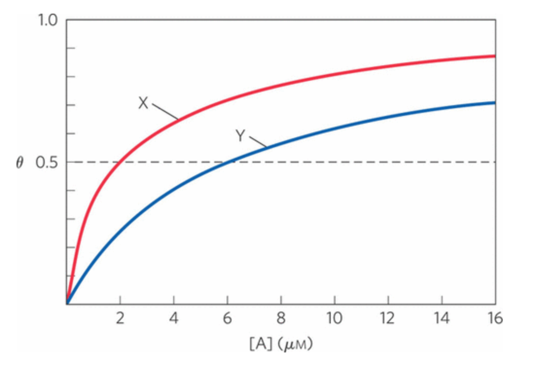 <p><span>Two proteins, X and Y, bind to the same ligand, A, with the binding curves shown below.</span><br><br>Which protein has a higher affinity for ligand A?</p><p><strong>A) </strong>Protein X</p><p>B) Protein Y</p>