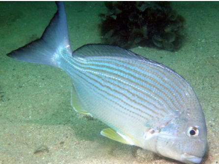 <p>FISHES (Class Actinopterygii)</p>