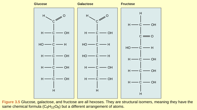 <p>monosaccharide</p>