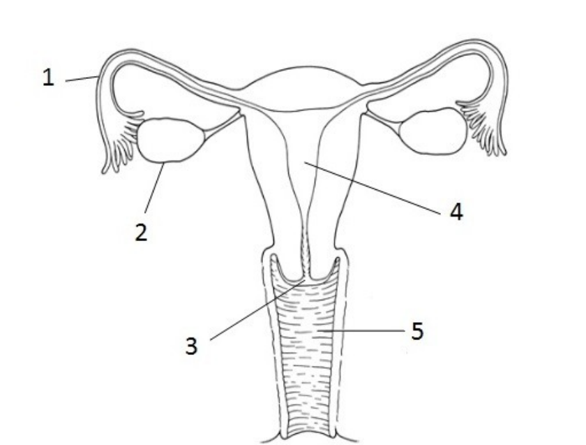 <p>What is the part labeled 4?</p>