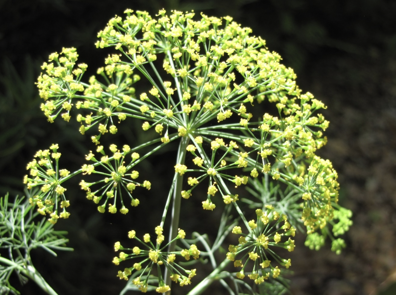 <p>an _ inflorescence is where Flower stalks all arise from one point+ form a dome, which can be compound</p>