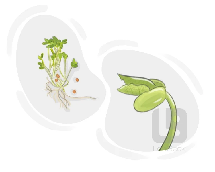 <p>🔤 Phiên âm: /spraʊt/ </p><p>🎯 Nghĩa: Mọc lên, nhú lên, đâm chồi. </p><p>📝 ex: During early development, the embryos of some legless lizards temporarily sprout tiny limb buds. </p><p>🔄 Synonyms: grow, emerge, bud, germinate </p><p>❌ Antonyms: shrink, die, wither </p><p>👨‍👩‍👧‍👦 Word Family: sprout (n - mầm)</p>