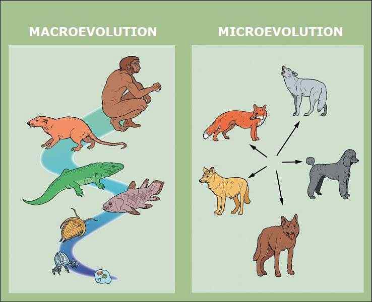 <p>Macroevolution </p>