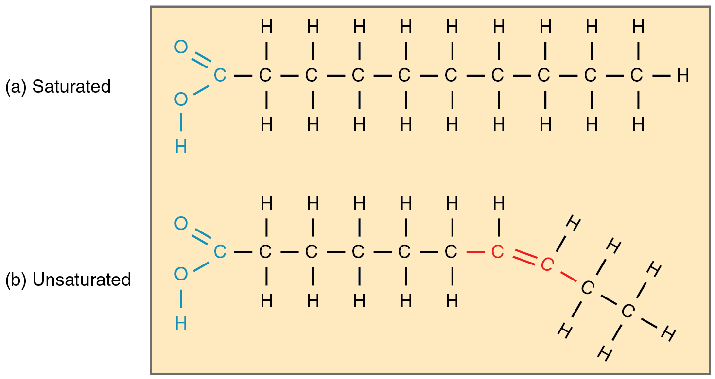 <p>one or more double bonds in hydrocarbon chain (fatty acid) of a triglyceride, liquid at room temp</p><p>good fat</p><ul><li><p>have a <mark data-color="yellow" style="background-color: yellow; color: inherit;">kink</mark> in the hydrocarbon chain <mark data-color="yellow" style="background-color: yellow; color: inherit;">because of double bond</mark> → molecules can’t pack tight together</p></li></ul><ul><li><p>plant oil</p></li><li><p>ex: oleic acid</p></li><li><p>not saturated in hydrogen </p></li></ul><p></p>