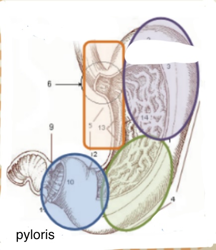 <ul><li><p>tubular glands secreting mucus</p></li></ul><p></p>