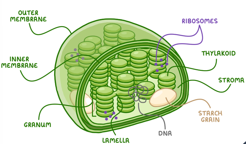 <p>Surrounded by a double membrane enclosing stroma (fluid), thylakoids (fluid-filled stacks) which stack to form grana. Chloroplasts contain their own DNA and ribosomes (endosymbiotic theory).</p><p>Site of photosynthesis. </p>