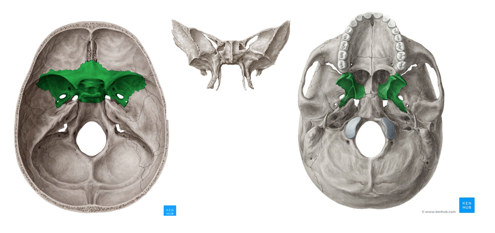 <p>Sphenoid bone</p>