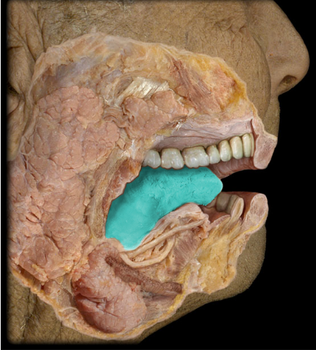 <p>Tongue</p>