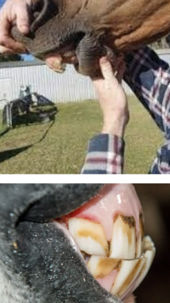 <ul><li><p><span style="background-color: transparent; font-family: "Times New Roman", serif;">Normal occlusion (teeth contact) = level incisor bite (no overbite like humans)</span></p></li><li><p><span style="background-color: transparent; font-family: "Times New Roman", serif;">Malocclusion = any deviation</span></p><ul><li><p><span style="background-color: transparent; font-family: "Times New Roman", serif;">Overbite (parrot mouth) or underbite</span></p></li></ul></li><li><p><span style="background-color: transparent; font-family: "Times New Roman", serif;">Can result in uneven wear of cheek teeth, abnormal temporomandibular (jaw) articulation</span></p></li></ul><p></p>