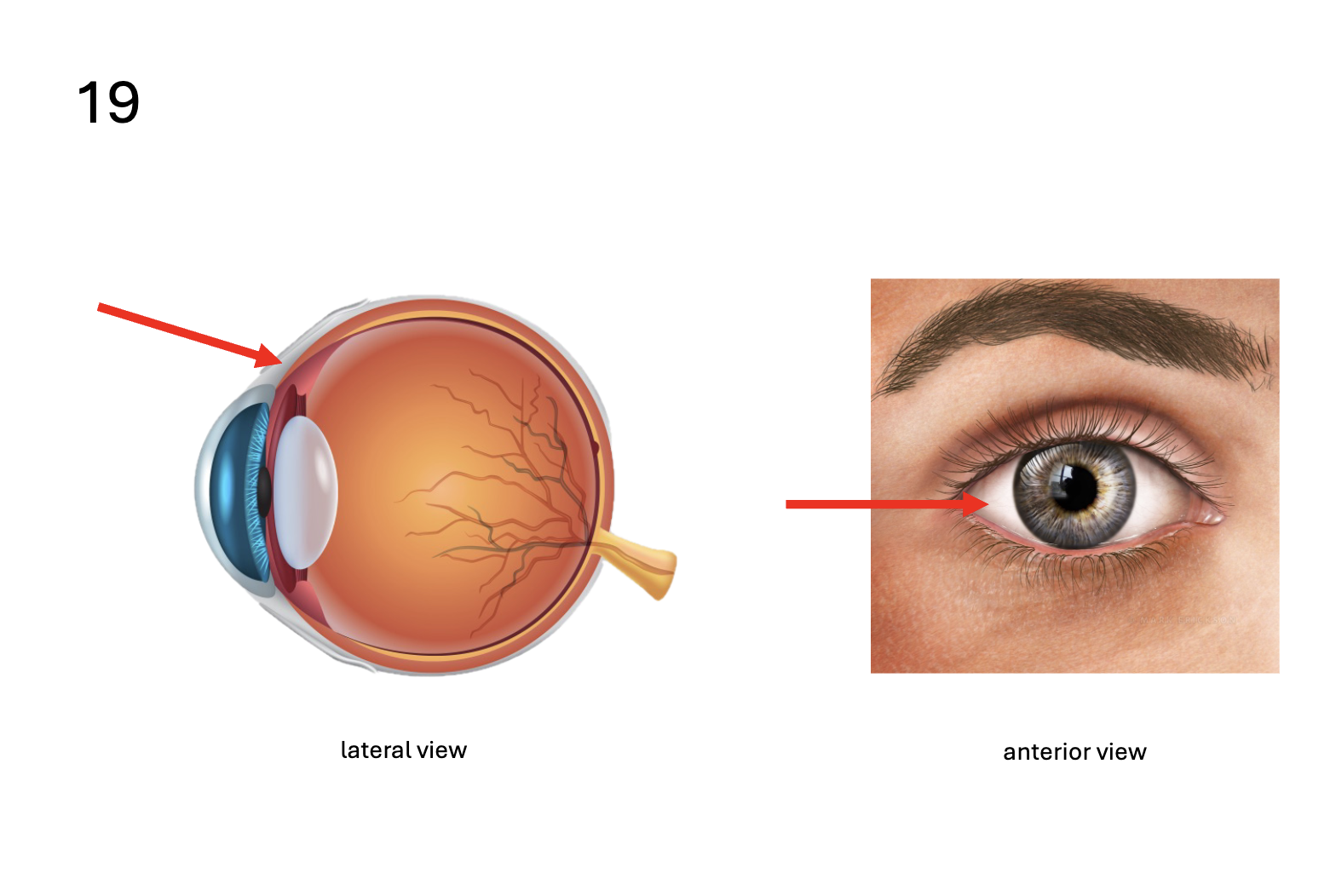 <p>Identify the <strong>membrane</strong></p>