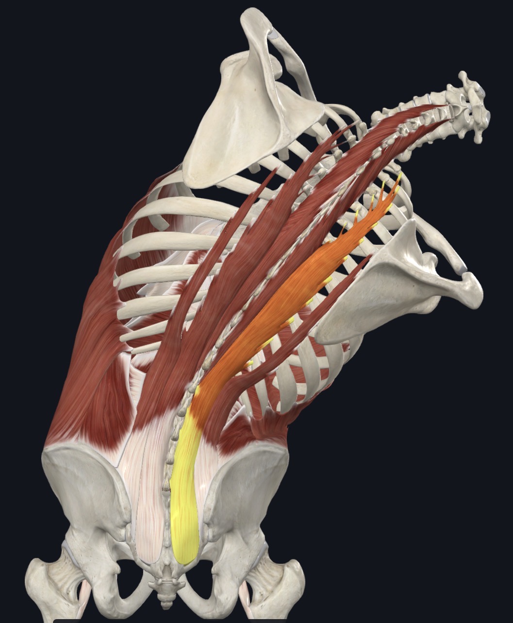 <p><strong>Unilateral:</strong> Ipsilateral lateral flexion &amp; Ipsilateral rotation</p><p><strong>Bilateral: </strong>Extension</p>