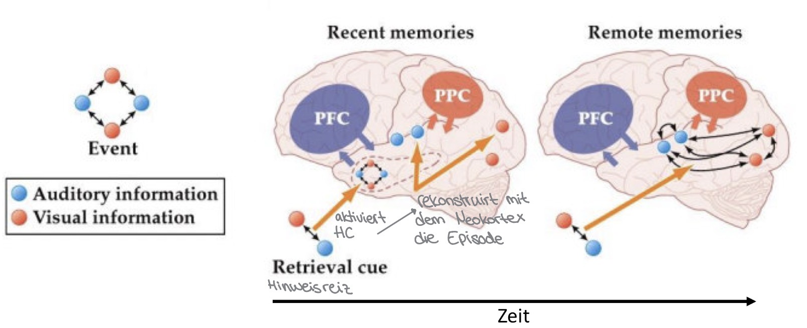 <ul><li><p>Für den Abruf ist der Hippocampus für eine gewisse Zeit notwendig, um Einzelaspekte der Episode in den verteilten neokortikalen Arealen zu reaktivieren (Abrufhinweise können externe Reize sein oder intern generiert werden ) </p></li><li><p>Sind die kortikalen Assoziationen hinreichend stark (Konsolidierung des Gedächtnisinhalts) führt die Aktivierung eines Teilaspekts zum Abruf der gesamten Episode ohne Hippocampus Beteiligung </p></li></ul><p></p>