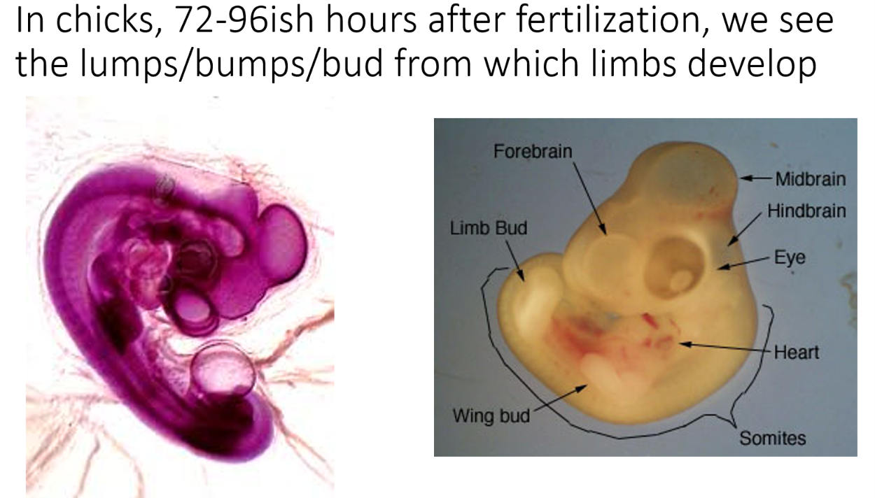 <p>A limb bud is a small, mound-shaped proliferation of embryonic tissue that serves as the precursor structure from which arms, legs, wings, or fins develop</p>