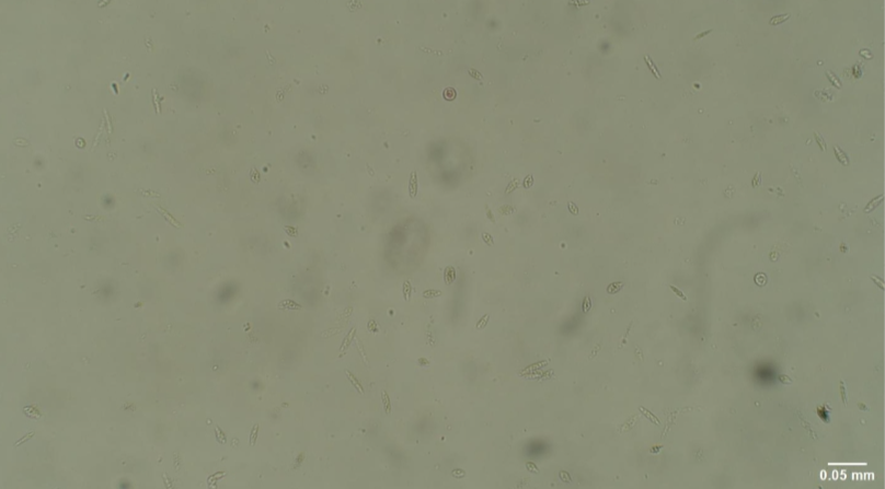 <p>what is this</p>