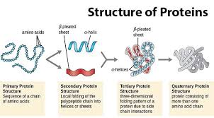 <p>What are the secondary, tertiary, and quaternary structures of amino acids?</p>