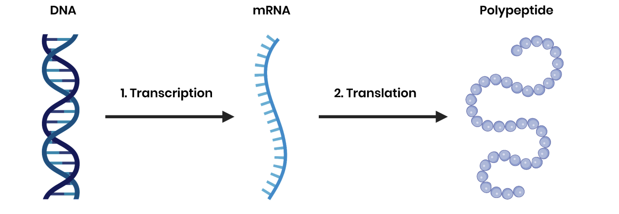 <ol><li><p>transcription- Production of messenger RNA (mRNA) from DNA, in the nucleus</p></li><li><p>translation- Production of polypeptides from the sequence of codons carried by mRNA, at ribosomes</p></li></ol><p></p>