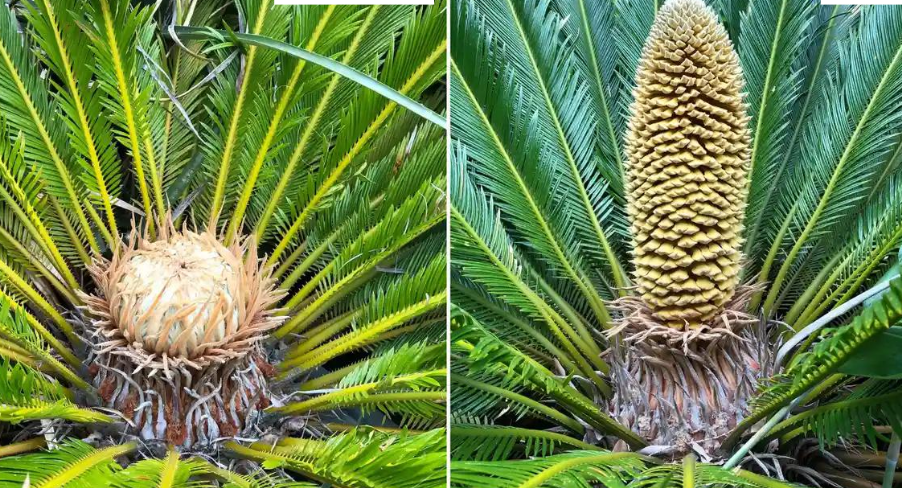 <p>Identify whether the cycad cones are male or female.</p>