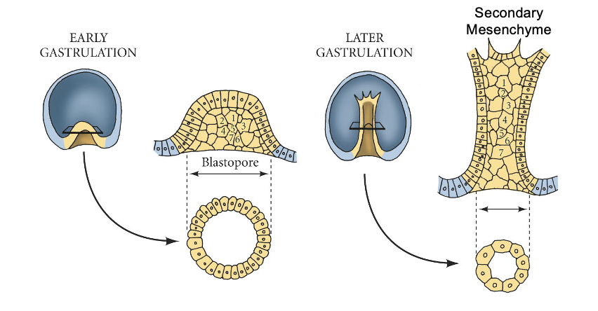 <ul><li><p>Archenteron extension via:</p><ul><li><p>Convergent extension: tissue narrows (converges) along one axis while lengthening (extends) along a perpendicular axis</p></li><li><p>Cell division</p></li></ul></li></ul><p></p>