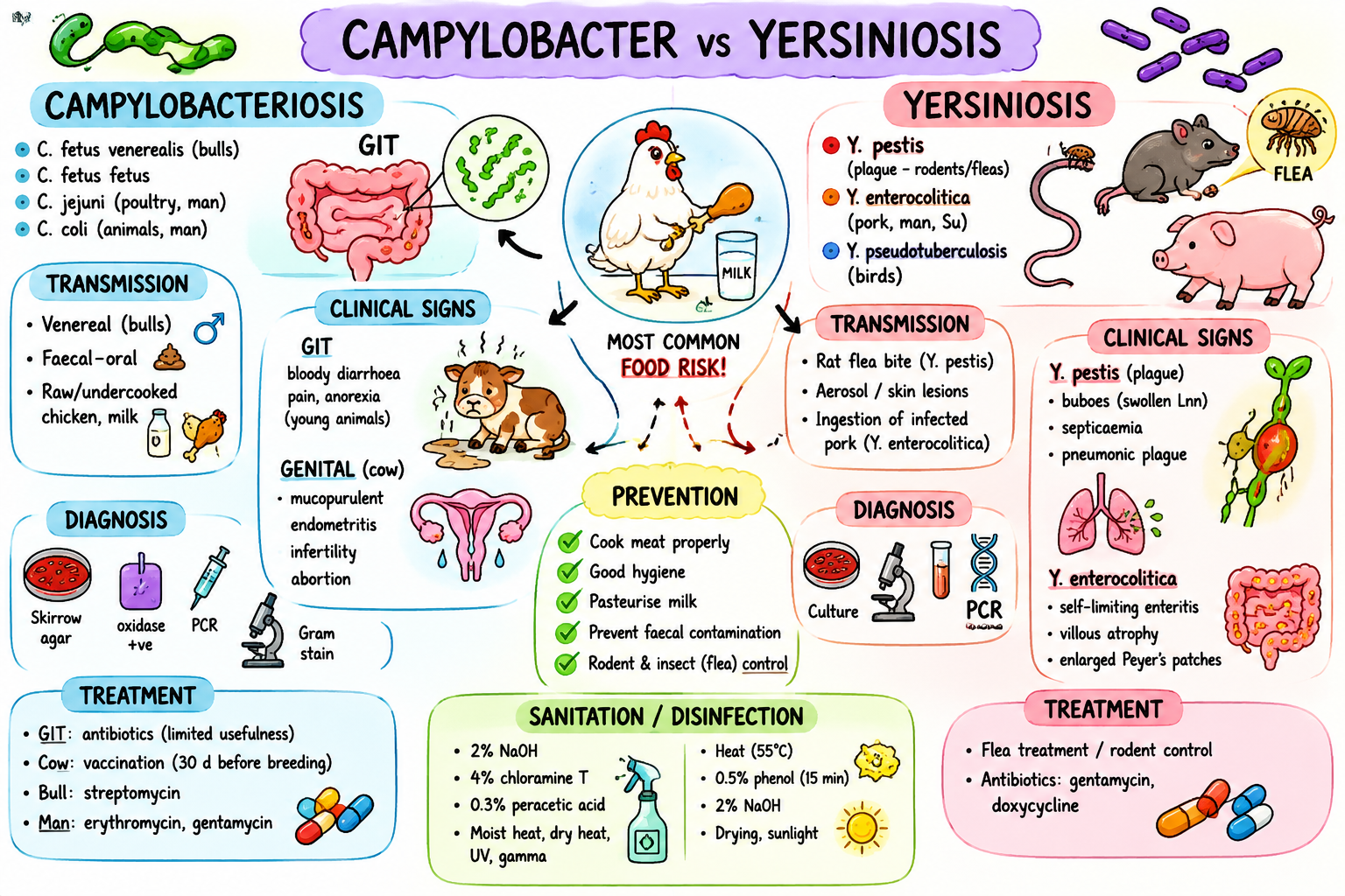 <p><strong>Campylobacteriosis</strong></p><p><span style="color: red;"><strong>WOAH-listed</strong> | Contagious | Zoonotic</span></p><p><u>Etiology</u></p><p><mark data-color="red" style="background-color: red; color: inherit;">* </mark><em><mark data-color="red" style="background-color: red; color: inherit;">Campylobacter fetus venerealis</mark></em><mark data-color="red" style="background-color: red; color: inherit;"> </mark>→ Ru → bovine genital campylobacteriosis</p><p><mark data-color="red" style="background-color: red; color: inherit;">* </mark><em><mark data-color="red" style="background-color: red; color: inherit;">Campylobacter fetus fetus</mark>→ Ru</em></p><p><mark data-color="red" style="background-color: red; color: inherit;">* </mark><em><mark data-color="red" style="background-color: red; color: inherit;">Campylobacter jejuni</mark> → poultry, mammals, man</em></p><p><mark data-color="red" style="background-color: red; color: inherit;">* </mark><em><mark data-color="red" style="background-color: red; color: inherit;">Campylobacter coli </mark>→ animals, man</em></p><p>Important: <em>C. jejuni</em> and <em>C. coli</em> are normal intestinal flora in many animals and poultry. Poultry = major reservoir.</p><p><u>Epizootology</u></p><ul><li><p><strong>Worldwide</strong>. <span style="color: red;">Most commonly reported food-borne zoonosis in Europe.</span></p></li><li><p>The main human source =<strong> undercooked poultry.</strong></p></li><li><p><strong>Europe:</strong> <em>C. fetus venerealis</em> reported in cattle in<strong> France and Ireland.</strong></p></li><li><p><strong>Norway:</strong> <em>C. fetus venerealis</em> = B-listed disease.</p></li></ul><p><u>Transmission</u></p><ul><li><p><strong>Genital forms</strong> (C. fetus): Venereal transmission (Bulls are asymptomatic carriers → Spread during natural breeding/AI)</p></li><li><p><strong>Enteric forms</strong> (C. jejuni, C. coli): Faecal–oral route, Contaminated food/water, Raw poultry, Unpasteurised milk</p></li></ul><p><u>Pathogenesis</u></p><ul><li><p>GIT form → Colonisation of jejunum/ileum/colon → enteritis. Toxin: <strong>Cytolethal distending toxin</strong> →<strong> inflammation + villous atrophy.</strong></p></li><li><p>Genital form → <strong>Catarrhal inflammation</strong> of the reproductive tract.</p></li></ul><p><u>Clinical signs</u></p><ul><li><p>GIT form: Diarrhoea (may be bloody), Enteritis, Abdominal pain, Anorexia, Often asymptomatic adults</p></li><li><p>Genital form: Bulls → Usually asymptomatic carriers. Cows → Endometritis, Metritis, Infertility, Irregular oestrus, Early embryonic death, Abortion</p></li></ul><p><u>Diagnosis</u></p><ul><li><p>GIT: <strong>Faecal culture</strong> (<span style="color: red;">Skirrow selective agar and blood agar</span>), <span style="color: red;">Oxidase positive</span><span style="color: purple;"> (reagent turn purple),</span> PCR, Gram stain</p></li><li><p>Genital: <strong>Vaginal/preputial wash culture</strong> (skirrow agar), PCR, <strong>ELISA </strong>(use on vaginal mucus), <strong>VMAT </strong>(vaginal mucosal agglutination test, a field test)</p></li></ul><p><u>Treatment</u></p><ul><li><p>GIT: ATB, often limited usefulness</p></li><li><p>Genital: Vaccination, Streptomycin in bulls</p></li><li><p>Humans: Erythromycin, Gentamicin</p></li></ul><p><u>Public health risk</u></p><ul><li><p>Major food-borne zoonosis. Poultry = highest risk. Infection mainly from undercooked chicken/raw milk.</p></li></ul><p></p><p><strong>Yersiniosis</strong></p><p><span style="color: red;">Contagious | Zoonotic</span></p><p><u>Etiology</u></p><p><mark data-color="red" style="background-color: red; color: inherit;">* </mark><em><mark data-color="red" style="background-color: red; color: inherit;">Yersinia pestis</mark></em><mark data-color="red" style="background-color: red; color: inherit;"> </mark>→ black death, pneumonic plague (pest) in man. mammals are PH.</p><p><mark data-color="red" style="background-color: red; color: inherit;">* </mark><em><mark data-color="red" style="background-color: red; color: inherit;">Yersinia enterocolitica</mark></em> → enteritis in man and pigs.</p><p><mark data-color="red" style="background-color: red; color: inherit;">* </mark><em><mark data-color="red" style="background-color: red; color: inherit;">Yersinia pseudotuberculosis </mark>→ birds, rodents, swine, car, cervids</em></p><p><u>Epizootology</u></p><ul><li><p><strong><em>Y. pestis: </em></strong>Historical <span style="color: red;"><strong>Black Death</strong></span> pandemic (bubonic plaque pandemic in europe and asia in 1300)</p></li><li><p><em>Endemic in East Africa, Asia, South America</em></p></li><li><p>Cats are highly susceptible. Rodents = reservoir.</p></li><li><p><strong>2009 china: </strong>pneumonic plague outbreak</p></li><li><p><strong>2021 madagascar:</strong> pneumonic and bubonic plaque</p></li></ul><p><u>Transmission</u></p><ul><li><p><em>Y. pestis: </em>Rat fleas, Aerosols, Skin wounds/contact with infected animal</p></li><li><p><em>Y. enterocolitica:</em> Ingestion of contaminated pork</p></li></ul><p><u>Pathogenesis</u></p><ul><li><p><em>Y. pestis: </em>Skin inoculation → buboes (lymph node abscesses) → septicaemia/pneumonia.</p></li><li><p>Severe forms:<strong> Bubonic plague, Septicaemic plague, Pneumonic plague</strong></p></li></ul><ul><li><p><em>Y. enterocolitica: </em>Colonises ileum/cecum → enteritis + lymph node enlargement.</p></li></ul><p><u>Clinical signs</u></p><ul><li><p><em>Y. pestis</em></p></li></ul><p>→ Bubonic: Painful enlarged lymph nodes</p><p>→ Pneumonic: Respiratory failure</p><p>→ Septicaemic: DIC and tissue necrosis</p><ul><li><p><em>Y. enterocolitica: </em>Usually self-limiting enteritis</p></li></ul><p><u>Diagnosis</u></p><ul><li><p>History + CS, <span style="color: red;">Blood agar culture</span> (Blood/nasal swabs, LN aspirates), PCR, ELISA, Agglutination tests, Gram stain</p></li></ul><p><u>Treatment</u></p><ul><li><p>Rodent control, Flea treatment, Gentamicin, Doxycycline</p></li></ul><p><u>Public health risk assessment</u></p><ul><li><p>Campylobacter: Major zoonotic foodborne disease. Poultry = main source.</p></li><li><p>Yersinia: Third most important zoonosis after Campylobacteriosis and Salmonellosis</p></li></ul><p></p><p><strong><u>a) Prevention, control, outbreak measures</u></strong></p><p>Campylobacter:</p><ul><li><p>Prevention: Cook meat properly, Pasteurise milk, Hygiene/biosecurity, Remove faeces, Rodent & insect control, Bull examination, Vaccination before breeding</p></li><li><p>Outbreak: Treatment or culling/selection</p></li></ul><p>Yersinia:</p><ul><li><p>Prevention: Cook pork properly, Milk hygiene, Rodent control, Flea treatment, Water hygiene</p></li><li><p>Outbreak: Treatment or selection/culling, No vaccine</p></li></ul><p></p><p><strong><u>b) Sanitation, focal disinfection, <mark data-color="purple" style="background-color: purple; color: inherit;">food production disinfection</mark></u></strong></p><ul><li><p>Resistance: Low environmental resistance, Survive best in moist conditions</p></li></ul><p>Campylobacter sanitation</p><ul><li><p>Housing: 4% chloramine T, 0.3% peracetic acid, 2% formalin, 2% NaOH, 20% slaked lime, Cresol-sulphuric mixture</p></li><li><p>Water: Chlorination</p></li><li><p>Physical methods: Moist heat, Dry heat, UV, Gamma radiation</p></li></ul><p>Yersinia sanitation</p><ul><li><p>Easily destroyed by: Heat, Drying, Sunlight, Disinfectants</p></li><li><p>Disinfectants: 2% NaOH, 2% chloramine T, 0.5% formaldehyde, Other: Drying for 2 days, Moist/dry heat</p></li></ul><p></p><p><strong><mark data-color="purple" style="background-color: purple; color: inherit;">Disinfection in food production</mark></strong></p><p><strong>HACCP </strong>(Hazard Analysis Critical Control Points)</p><ul><li><p>identifies contamination risks in food production.</p></li></ul><p>Cleaning/disinfection steps:</p><p><strong>1. Remove food</strong></p><p><strong>2. Mechanical cleaning</strong></p><p><strong>3. Pre-rinse: high pressure water</strong></p><p><strong>4. Detergent cleaning: </strong>remove biofilm (washing soda, Na2CO3).</p><ul><li><p>alkaline cleaning agent: Removes fats/proteins</p></li><li><p>acid cleaning agent: Removes encrusted residues like milkstone/waterstone</p></li><li><p>neutral cleaning agent: Smooth surfaces wo dirt/manual cleaning</p></li></ul><p><strong>5. Rinse</strong></p><p><strong>6. Drying </strong>(to not dilute the disinfectant)</p><p><strong>7. Disinfection</strong></p><p>Disinfection methods:</p><ul><li><p>Physical: Hot water, Steam, UV, Radiation, Ultrasound</p></li><li><p>Chemical: Iodonal A, Sodium hypochlorite, Nitric acid, QUACs (Despon). MUST NOT LEAVE TOXIC RESIDUES!</p></li></ul><p></p>