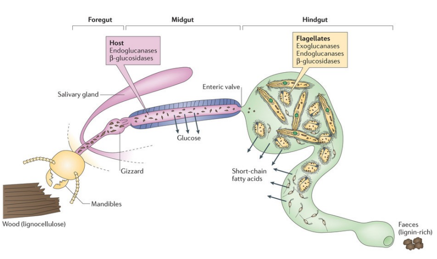 <p>Endosymbiont</p>