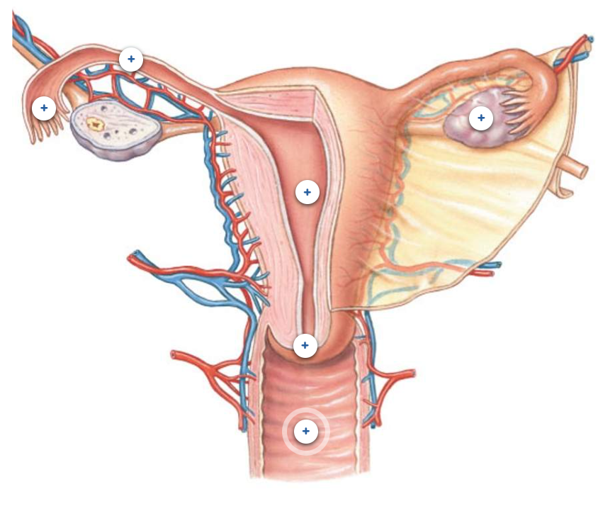 <ul><li><p>ovary → site dvlp F gamete oocyte</p><ul><li><p>respond to FSH &amp; LH </p></li><li><p>secrete estrogen &amp; progesterone</p></li><li><p>release oocyte during ovulation</p></li></ul></li><li><p>fimbrea → catch oocyte post release by ovary w ovulation </p><ul><li><p>finger like projection sweep into uterine tube</p></li></ul></li><li><p>uterine/fallopian tube → sperm &amp; oocyte meet &amp; fertilize </p><ul><li><p>cilia move oocyte/embryo → uterus </p></li><li><p>uterine tube mve = progesterone reg little</p></li></ul></li><li><p>uterus → muscle organ 4 pregnancy</p><ul><li><p>normal embryo implant into endometrium</p></li><li><p>endometrium dvlpmt = estrogen reg</p></li><li><p>endometrium mature = progesterone reg</p></li></ul></li><li><p>cervix → connect vaginal canal + uterus</p><ul><li><p>secrete mucus → vary type &amp; thickness  </p></li></ul></li><li><p>vagina → get penis/sperm, discharge fluid, birth canal</p></li></ul><p></p>