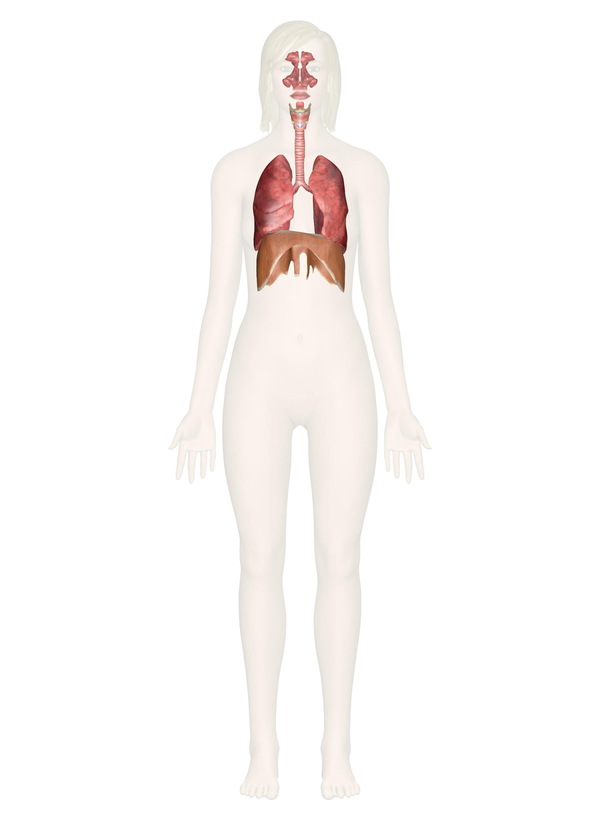 <p>respiratory system</p>