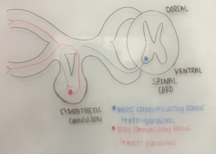 <p>Do gray communicating rami enter or exit the sympathetic ganglion?</p>