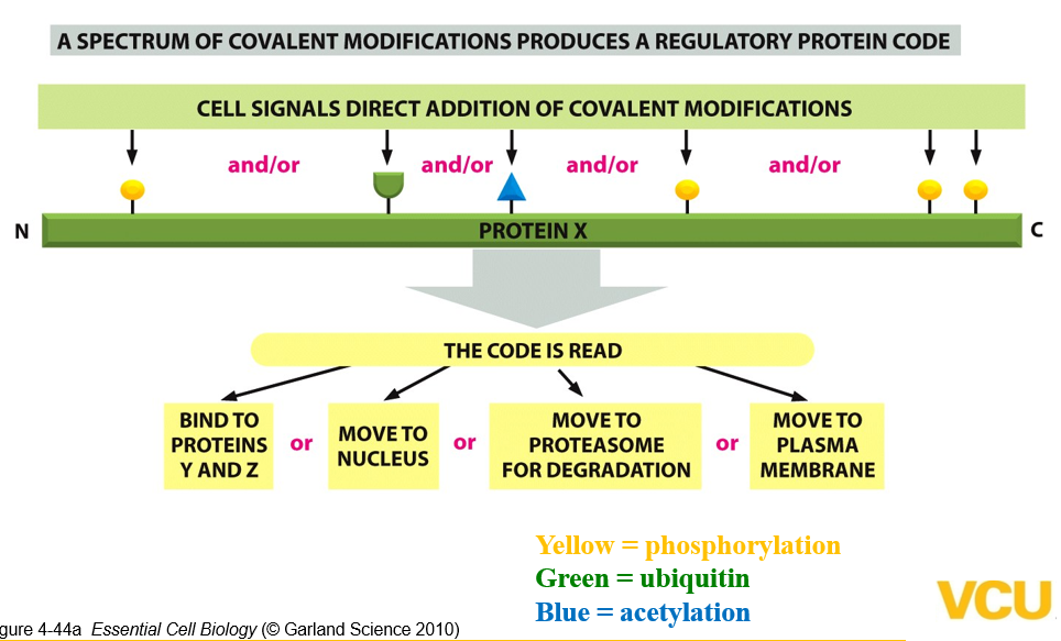<p>Covalent Modifications</p>